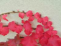 Vigne vierge en octobre (3) (Photo F. Mrugala)